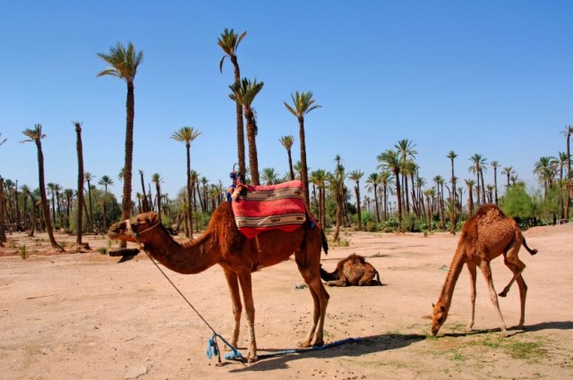 Camels in Marrakech